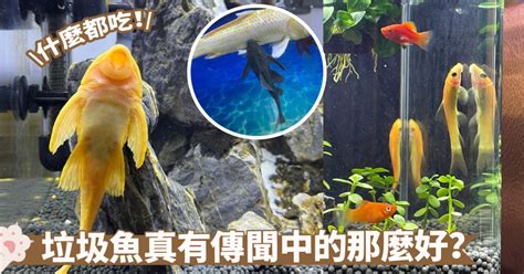 垃圾 魚|清道夫魚：水族箱的清潔工，還是入侵物種？它們有沒。